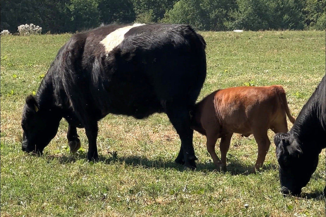 Warum Tierwohl zählt und warum wir Kuh-Colostrum nutzen