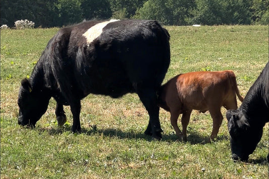 Warum Tierwohl zählt und warum wir Kuh-Colostrum nutzen